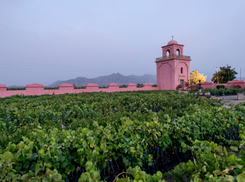 ピスコサワーのお酒