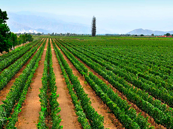 ピスコサワーのお酒